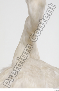 Stork  2 neck 0002.jpg